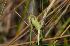 Pterostylis tenuissima