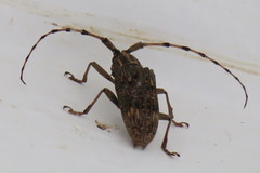 Pharsalia subgemmata