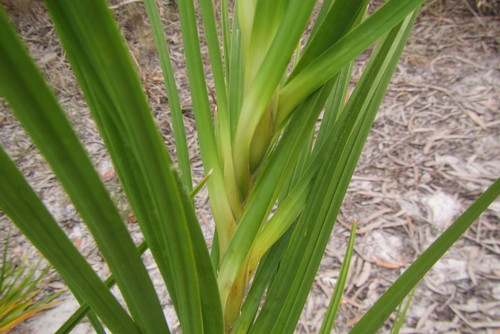 Image of Lomandra Banksii (Lomandra banksii) by (c) coenobita, some rights reserved (CC BY)