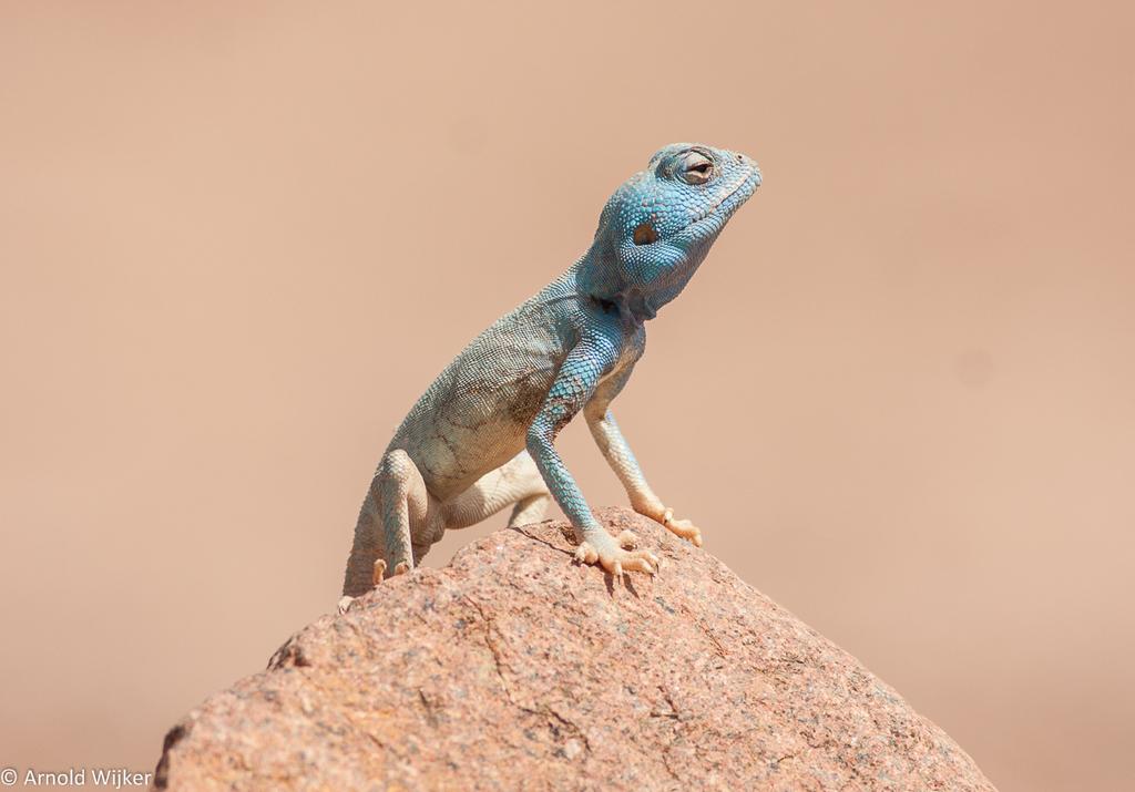 Aqaba Agama