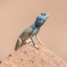Aqaba Agama - Photo (c) Arnold Wijker, some rights reserved (CC BY-NC), uploaded by Arnold Wijker