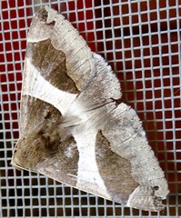 Dysgonia torrida