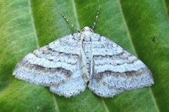 Perizoma parallelolineatum