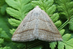 Petrophora chlorosata