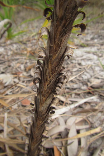 Image of Lomandra Banksii (Lomandra banksii) by (c) coenobita, some rights reserved (CC BY)
