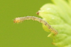Petrophora chlorosata