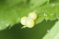 Petrophora chlorosata