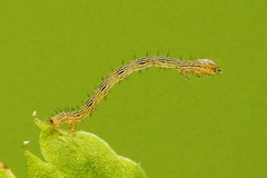 Petrophora chlorosata