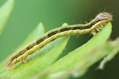 Petrophora chlorosata