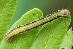Petrophora chlorosata