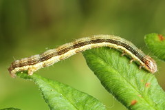 Petrophora chlorosata