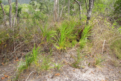 Image of Lomandra Banksii (Lomandra banksii) by (c) coenobita, some rights reserved (CC BY)