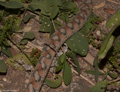 Echis coloratus