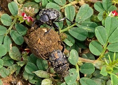 Gymnopleurus gemmatus