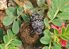 Gymnopleurus gemmatus
