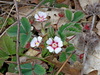 Pink Barren-Strawberry - Photo (c) Kostas Zontanos, some rights reserved (CC BY-NC), uploaded by Kostas Zontanos