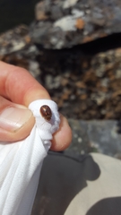 Paropsisterna selmani