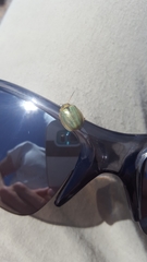 Paropsisterna bimaculata