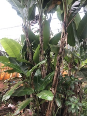 Musa balbisiana