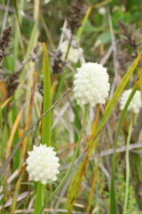Ptilotus macrocephalus