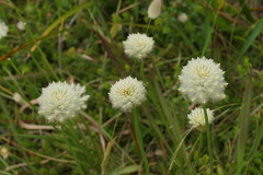 Ptilotus macrocephalus