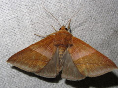 Bastilla