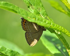 Satyrium pruni