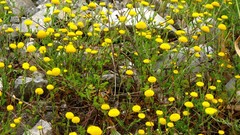 Anacyclus