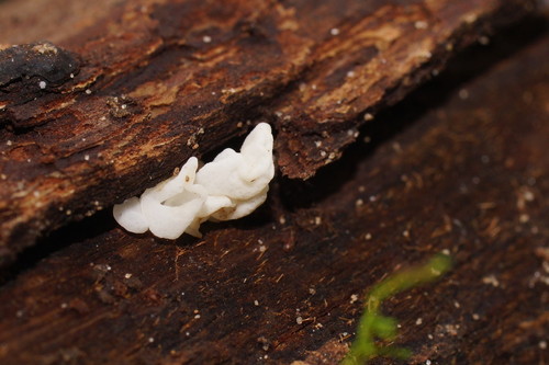 Physalacria australiensis image