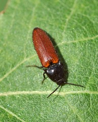 Ampedus pomonae