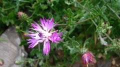 Centaurea diluta