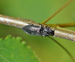 Paraphotistus impressus