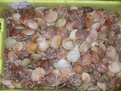 Aequipecten opercularis