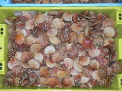 Aequipecten opercularis