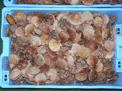 Aequipecten opercularis