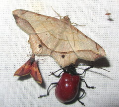 Chiasmia monticolaria