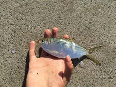 Herklotsichthys castelnaui