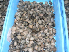 Ruditapes philippinarum