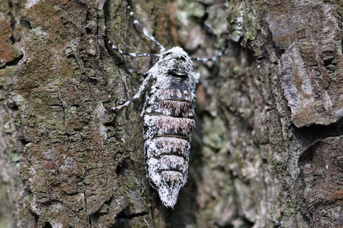 Pale Brindled Beauty