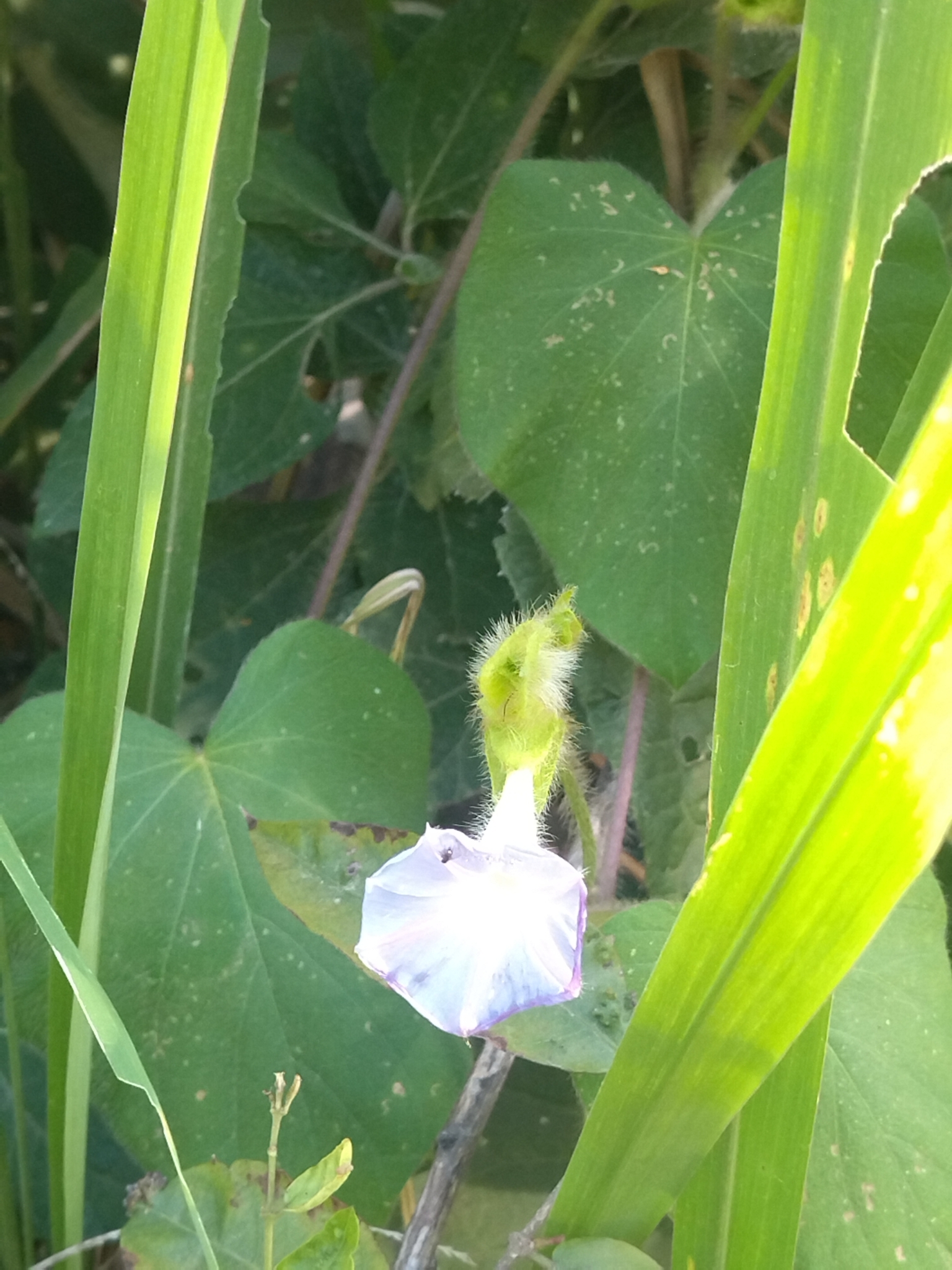 Ipomoea neurocephala image