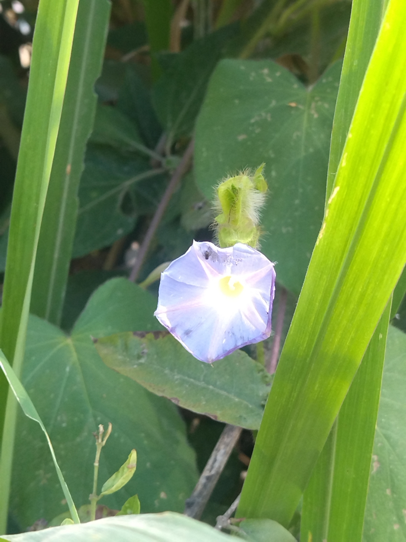 Ipomoea neurocephala image