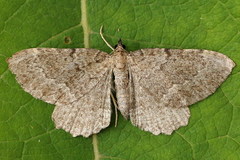 Philereme vetulata