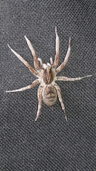 Lycosa nordenskjoldi