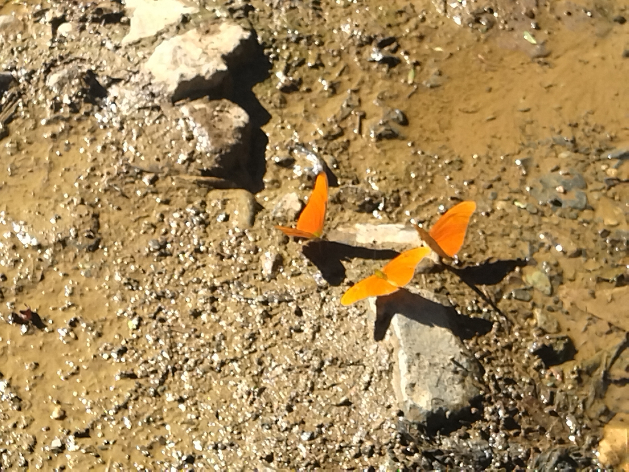Dryas image