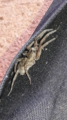 Lycosa nordenskjoldi