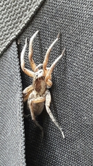 Lycosa nordenskjoldi