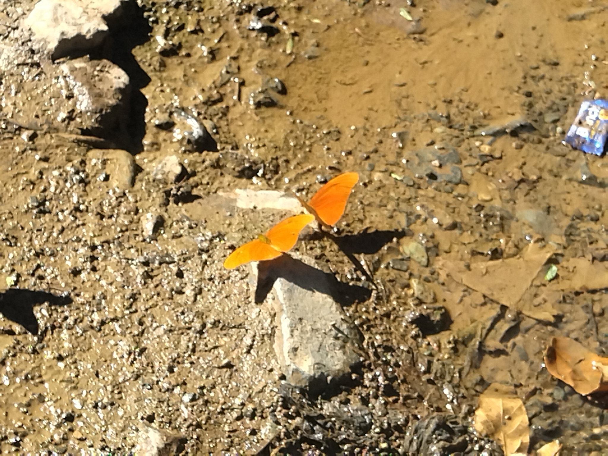 Dryas iulia image