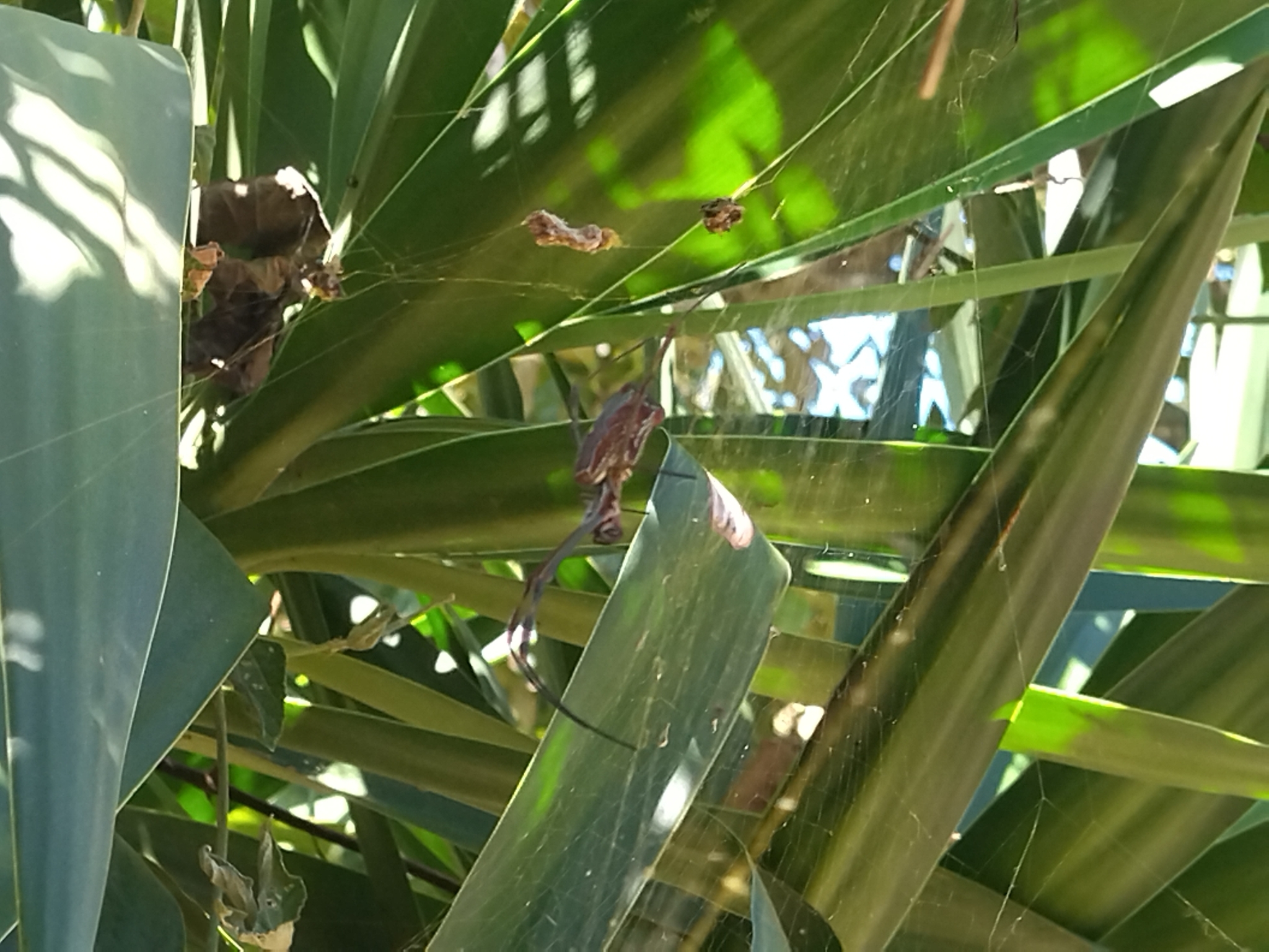 Trichonephila clavipes image