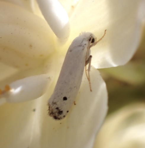 Chaparral yucca moth photo 3