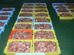 Aequipecten opercularis